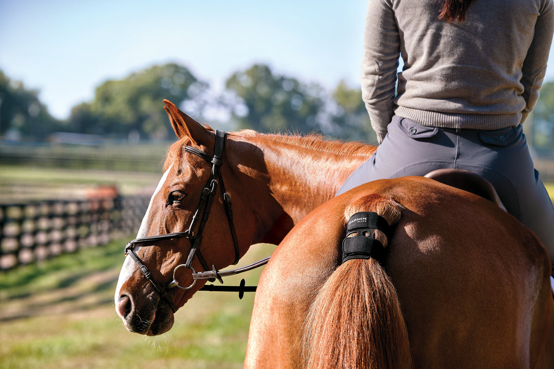 Introducing the Blaze™ Equine Wellness System – Real-Time Health Monitoring for Your Horse
